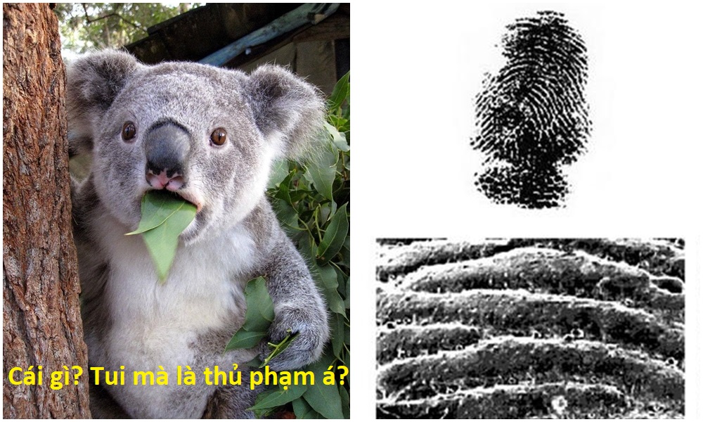 20 sự thật kì lạ về động vật khiến bạn phải thốt lên 'sao giờ mình mới biết?' 20 sự thật kì lạ về động vật khiến bạn phải thốt lên 'sao giờ mình mới biết?'