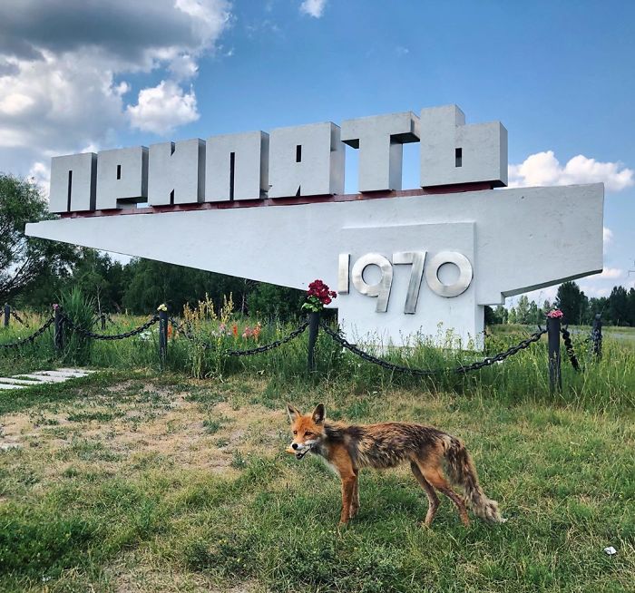 Sau thảm hoạ Chernobyl, Mẹ Thiên nhiên vẫn có cách cứu vớt những 'đứa con' của mình Sau thảm hoạ Chernobyl, Mẹ Thiên nhiên vẫn có cách cứu vớt những 'đứa con' của mình