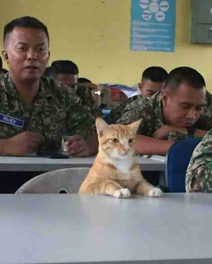 Khi những chú mèo cũng đi làm giống như con người Khi những chú mèo cũng đi làm giống như con người