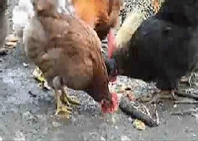 Bị cấm mang gà sống lên tàu điện ngầm, bà cô Trung Quốc 'thịt gà' ngay trước mặt nhân viên Bị cấm mang gà sống lên tàu điện ngầm, bà cô Trung Quốc 'thịt gà' ngay trước mặt nhân viên