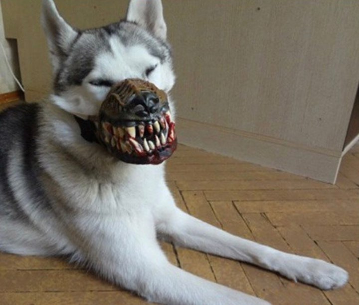 Trào lưu mua rọ mõm cho chó gây tranh cãi vì hình dáng quá ghê rợn và ám ảnh Trào lưu mua rọ mõm cho chó gây tranh cãi vì hình dáng quá ghê rợn và ám ảnh