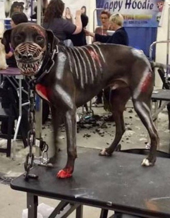Trào lưu mua rọ mõm cho chó gây tranh cãi vì hình dáng quá ghê rợn và ám ảnh Trào lưu mua rọ mõm cho chó gây tranh cãi vì hình dáng quá ghê rợn và ám ảnh