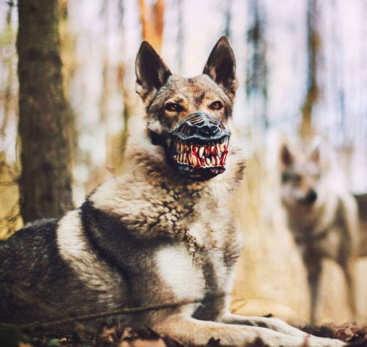 Trào lưu mua rọ mõm cho chó gây tranh cãi vì hình dáng quá ghê rợn và ám ảnh Trào lưu mua rọ mõm cho chó gây tranh cãi vì hình dáng quá ghê rợn và ám ảnh