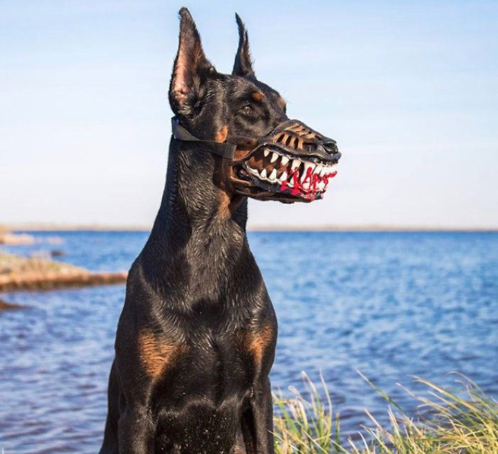 Trào lưu mua rọ mõm cho chó gây tranh cãi vì hình dáng quá ghê rợn và ám ảnh Trào lưu mua rọ mõm cho chó gây tranh cãi vì hình dáng quá ghê rợn và ám ảnh