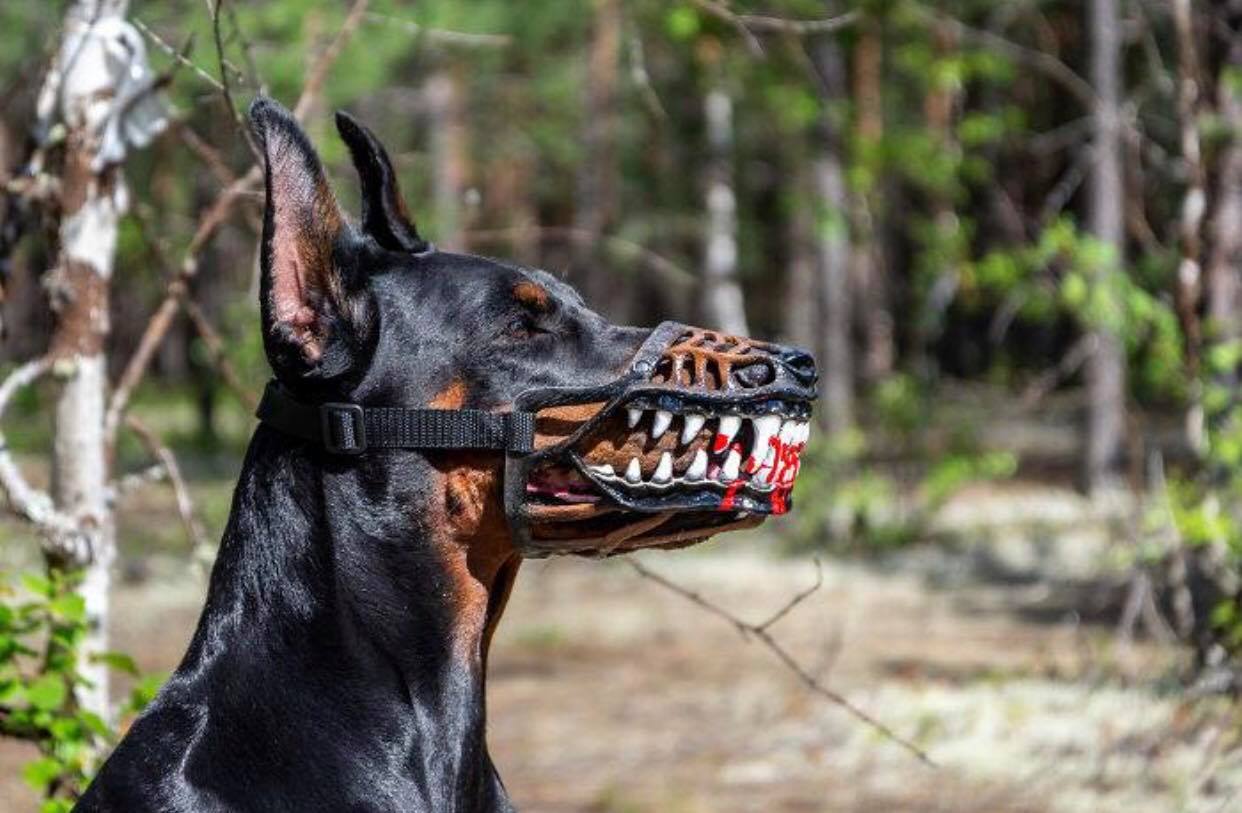 Trào lưu mua rọ mõm cho chó gây tranh cãi vì hình dáng quá ghê rợn và ám ảnh Trào lưu mua rọ mõm cho chó gây tranh cãi vì hình dáng quá ghê rợn và ám ảnh