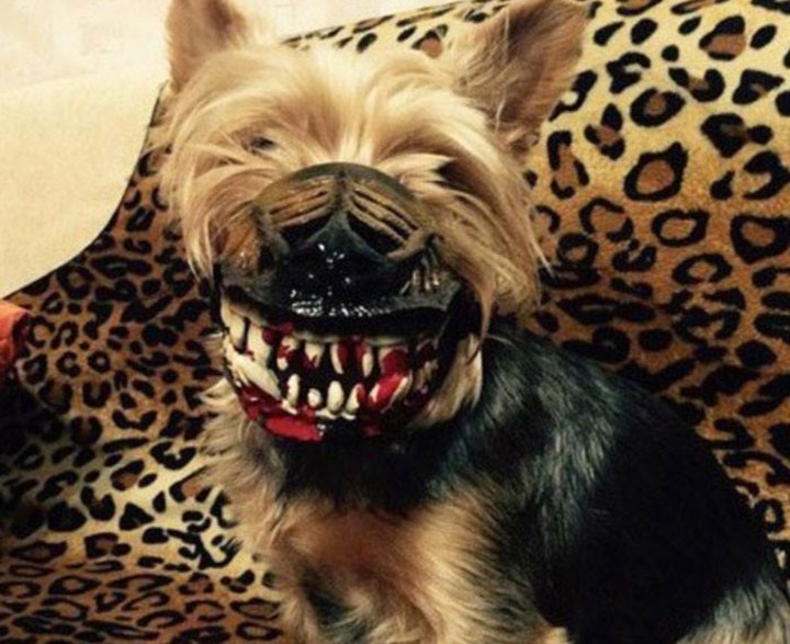 Trào lưu mua rọ mõm cho chó gây tranh cãi vì hình dáng quá ghê rợn và ám ảnh Trào lưu mua rọ mõm cho chó gây tranh cãi vì hình dáng quá ghê rợn và ám ảnh