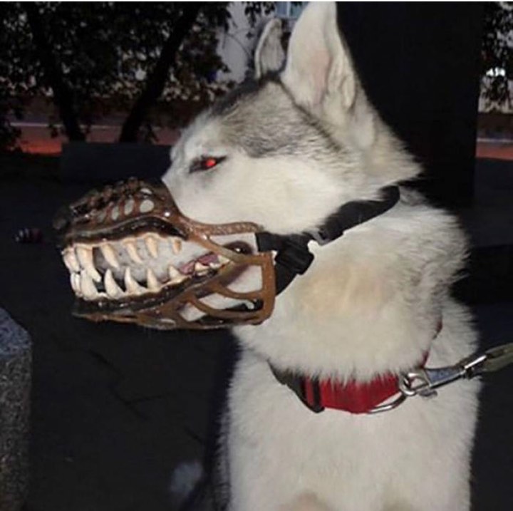 Trào lưu mua rọ mõm cho chó gây tranh cãi vì hình dáng quá ghê rợn và ám ảnh Trào lưu mua rọ mõm cho chó gây tranh cãi vì hình dáng quá ghê rợn và ám ảnh