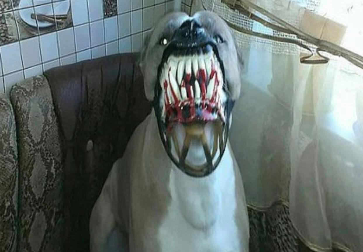 Trào lưu mua rọ mõm cho chó gây tranh cãi vì hình dáng quá ghê rợn và ám ảnh Trào lưu mua rọ mõm cho chó gây tranh cãi vì hình dáng quá ghê rợn và ám ảnh