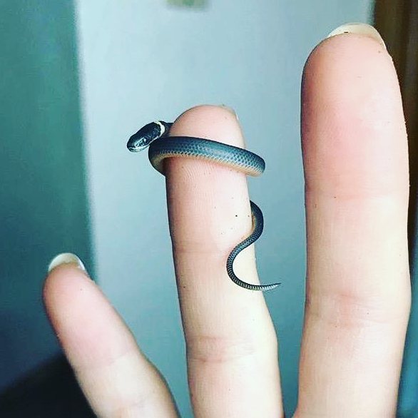 Chùm ảnh siêu dễ thương của các bé rắn khiến bạn không còn sợ loài vật này nữa Chùm ảnh siêu dễ thương của các bé rắn khiến bạn không còn sợ loài vật này nữa