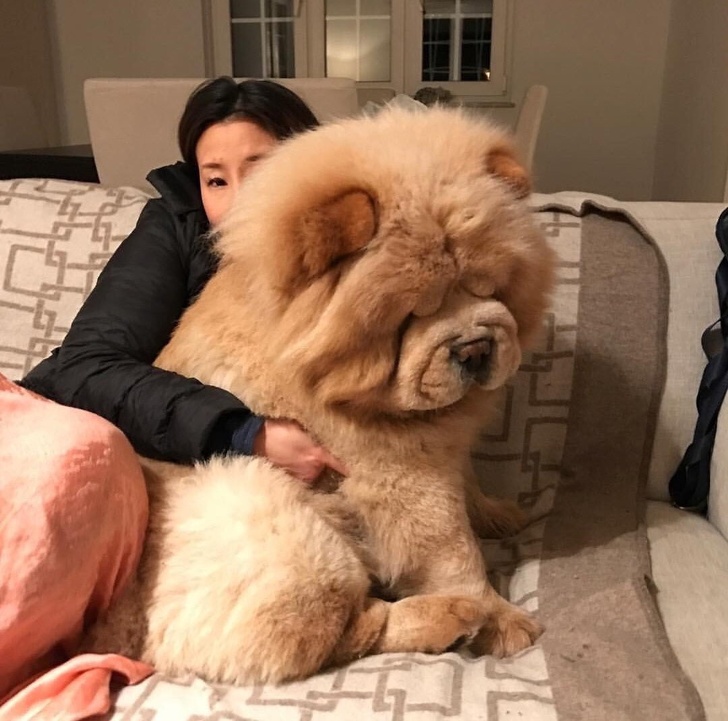 Cuộc sống sẽ thú vị ra sao khi nuôi một chú 'gấu chó' - chó to bằng một con gấu? Cuộc sống sẽ thú vị ra sao khi nuôi một chú 'gấu chó' - chó to bằng một con gấu?