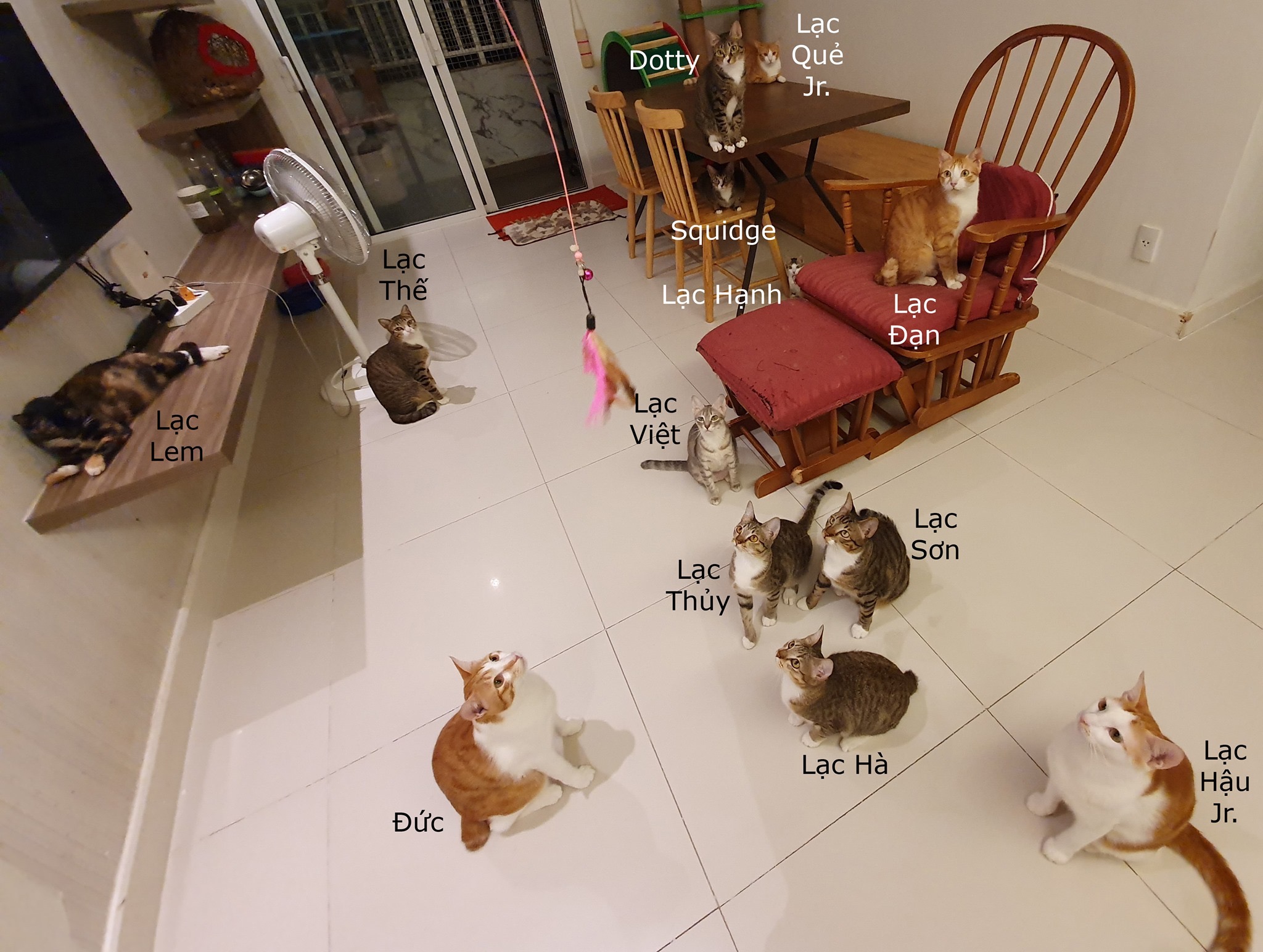 Đàn mèo tên Lạc với vẻ ngoài y chang nhau khiến cư dân mạng thảng thốt vì độ dễ thương Đàn mèo tên Lạc với vẻ ngoài y chang nhau khiến cư dân mạng thảng thốt vì độ dễ thương