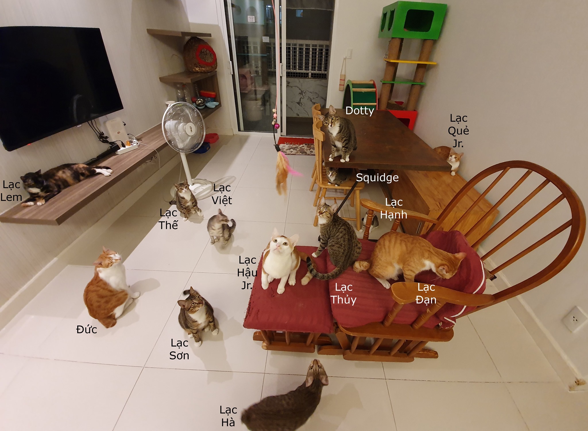 Đàn mèo tên Lạc với vẻ ngoài y chang nhau khiến cư dân mạng thảng thốt vì độ dễ thương Đàn mèo tên Lạc với vẻ ngoài y chang nhau khiến cư dân mạng thảng thốt vì độ dễ thương