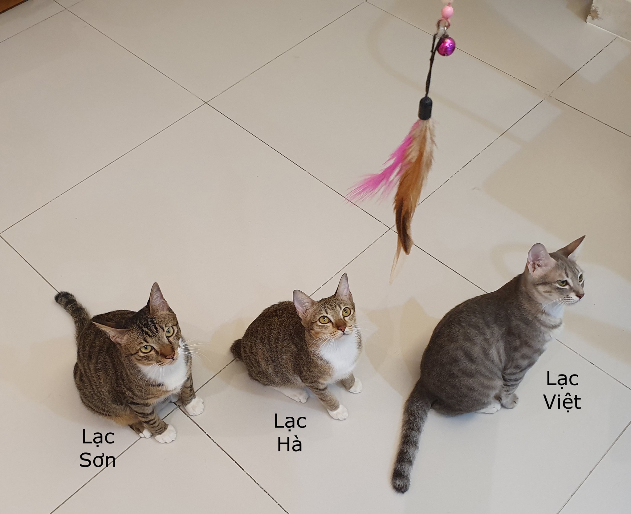 Đàn mèo tên Lạc với vẻ ngoài y chang nhau khiến cư dân mạng thảng thốt vì độ dễ thương Đàn mèo tên Lạc với vẻ ngoài y chang nhau khiến cư dân mạng thảng thốt vì độ dễ thương