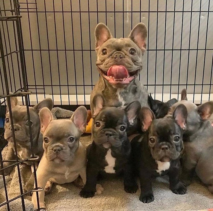 Những chú chó trông vẫn giống hệt như cún con kể cả khi lớn lên Những chú chó trông vẫn giống hệt như cún con kể cả khi lớn lên