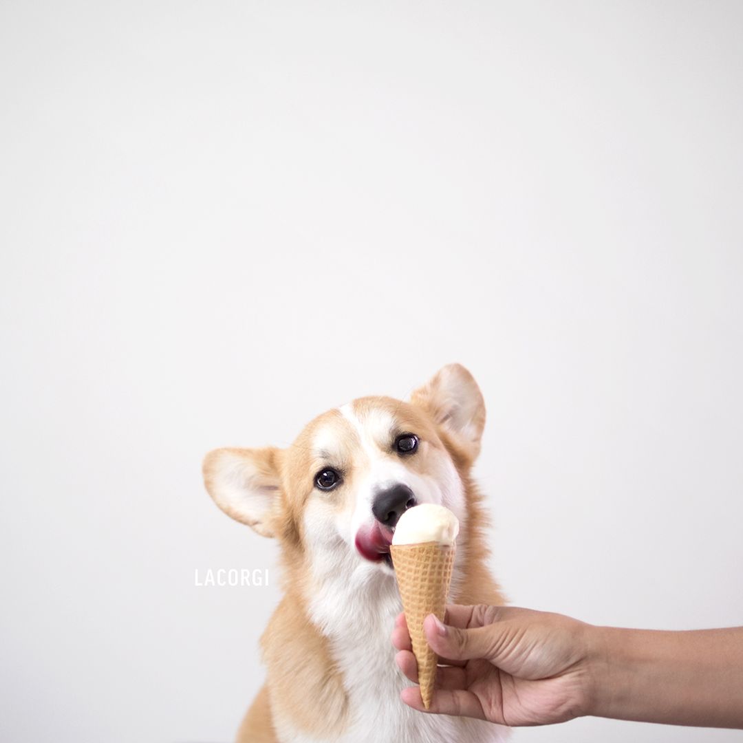 'Corgi siêu vòng ba' đắt show quảng cáo không thua gì Kim Kardashian 'Corgi siêu vòng ba' đắt show quảng cáo không thua gì Kim Kardashian