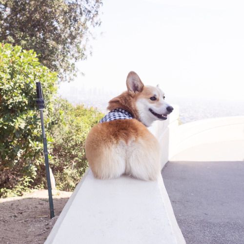 'Corgi siêu vòng ba' đắt show quảng cáo không thua gì Kim Kardashian 'Corgi siêu vòng ba' đắt show quảng cáo không thua gì Kim Kardashian