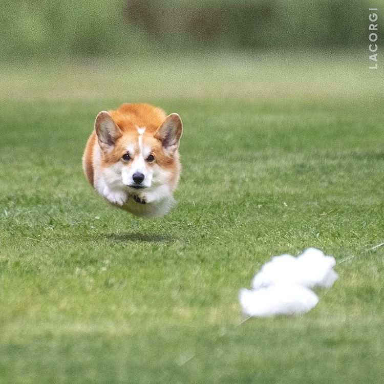 'Corgi siêu vòng ba' đắt show quảng cáo không thua gì Kim Kardashian 'Corgi siêu vòng ba' đắt show quảng cáo không thua gì Kim Kardashian