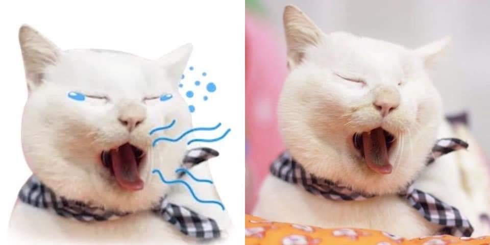 Nguồn gốc của bộ sticker mèo dễ thương từng khiến các Facebookers 'điên đảo' Nguồn gốc của bộ sticker mèo dễ thương từng khiến các Facebookers 'điên đảo'