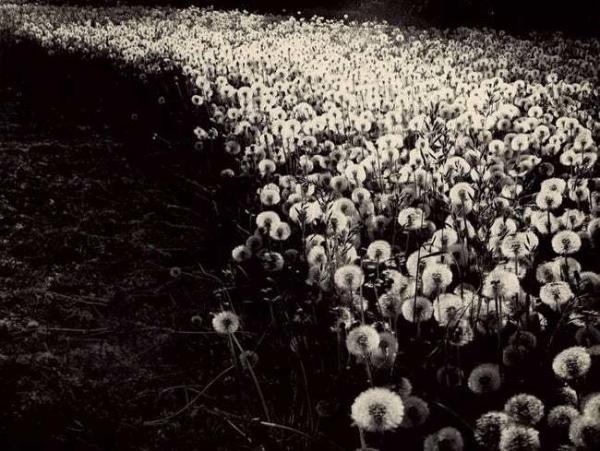 dandelion salad was sourced from yards and parks photo u1 w650q60fmjpgfitcropcropfaces