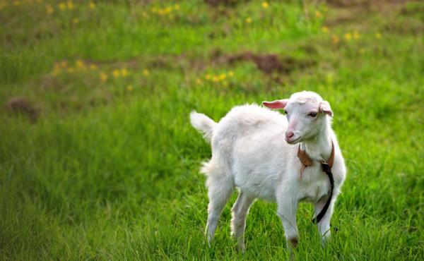 goatsprg840