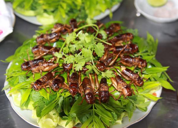 Hết hồn với thực đơn của chị gái yêu môi trường: trứng chiên kiến, pizza dế, sâu xào rau Hết hồn với thực đơn của chị gái yêu môi trường: trứng chiên kiến, pizza dế, sâu xào rau