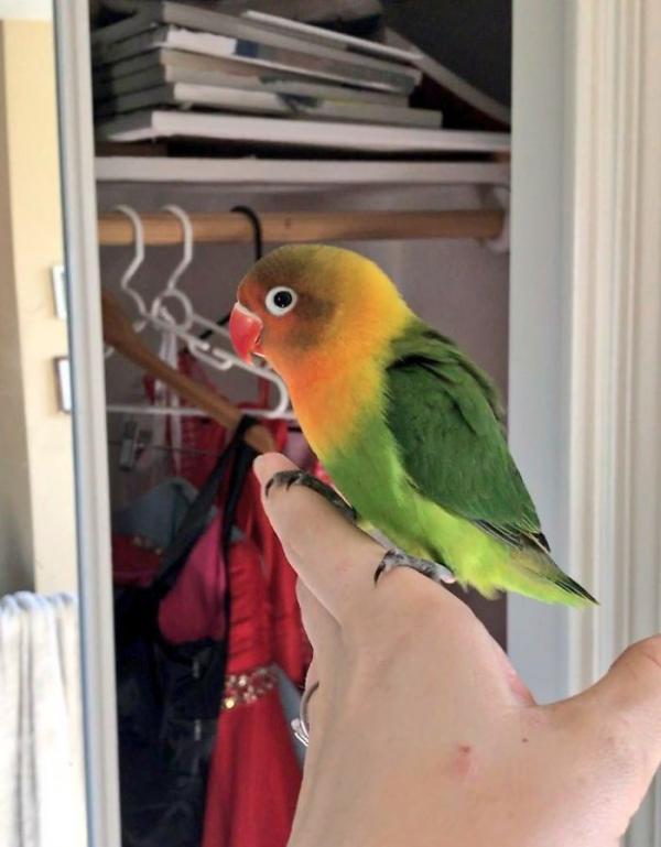 the internet fell in love with the story of the parakeet and his gothic girlfriend not to mention the children who came after wonderful 5b4d9299b18bb 700