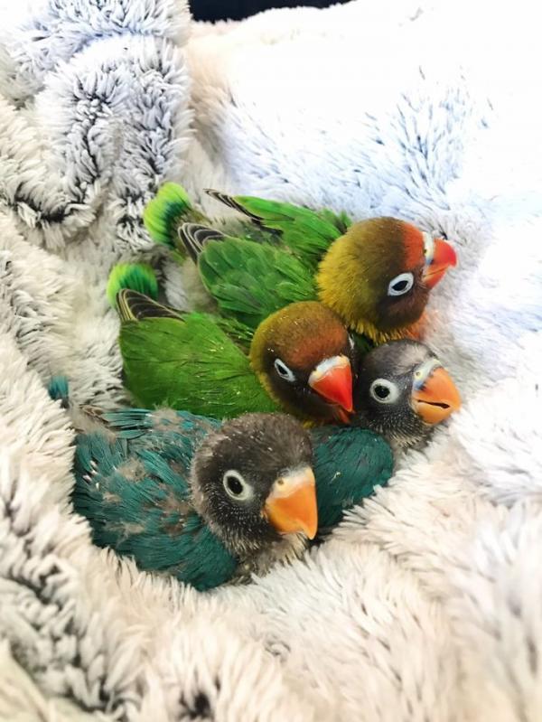 the internet fell in love with the story of the parakeet and his gothic girlfriend not to mention the children who came after wonderful 5b4d92a10b48c 700