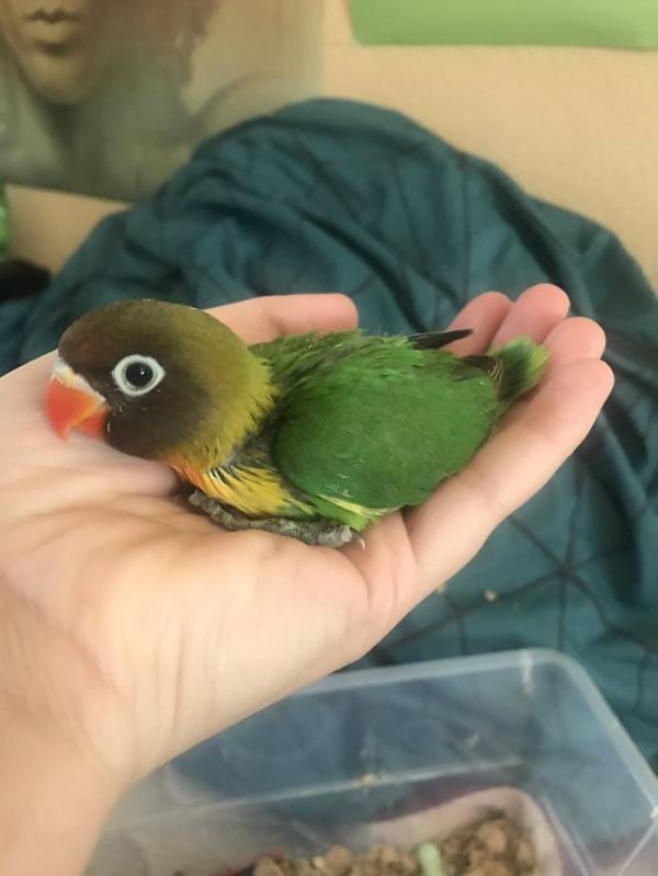 the internet fell in love with the story of the parakeet and his gothic girlfriend not to mention the children who came after wonderful 5b4d92a8a1e35 700