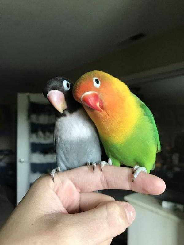 the internet fell in love with the story of the parakeet and his gothic girlfriend not to mention the children who came after wonderful 5b4d92acba87d 700