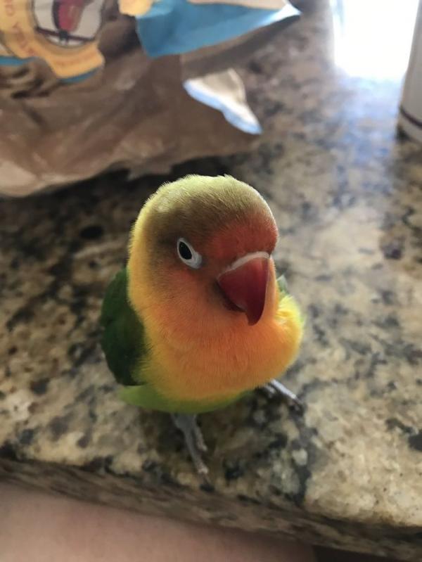 the internet fell in love with the story of the parakeet and his gothic girlfriend not to mention the children who came after wonderful 5b4d92b97d58b 700