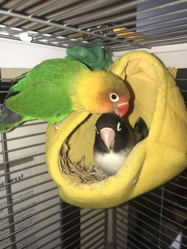the internet fell in love with the story of the parakeet and his gothic girlfriend not to mention the children who came after wonderful 5b4d92bec748a 700