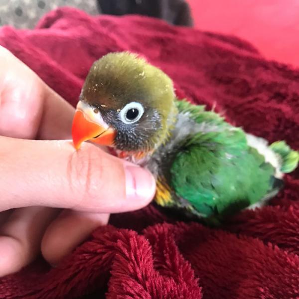 the internet fell in love with the story of the parakeet and his gothic girlfriend not to mention the children who came after wonderful 5b4d986944e31 700