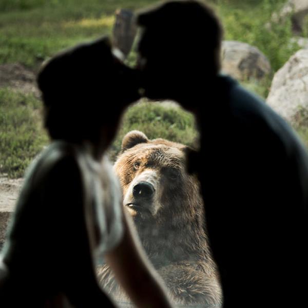 bear photobombs wedding 5b9a0638ac29e 700