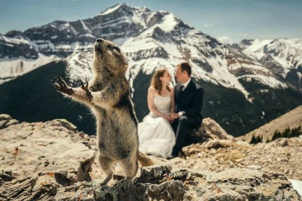 bear photobombs wedding 5b9a077622a01 700