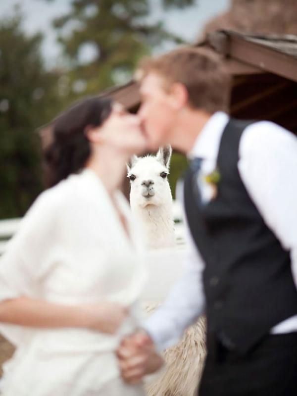 bear photobombs wedding 5b9a07d504bfe 700
