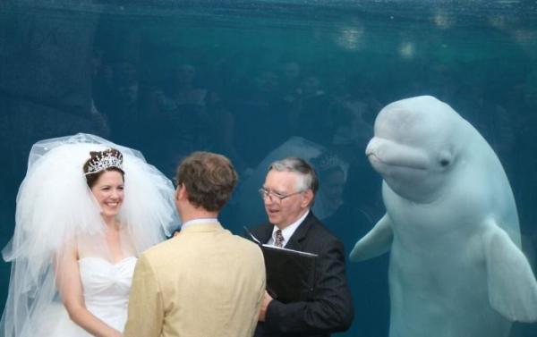 bear photobombs wedding 5b9a0833a5627 700