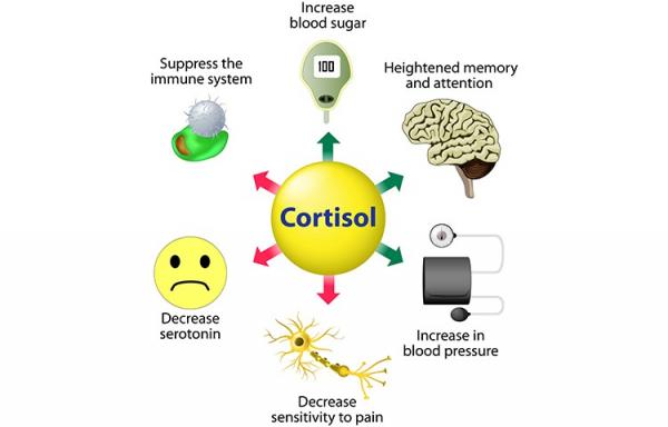 cortisol