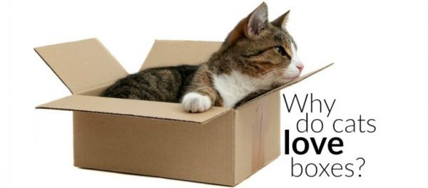 catlovebox 1