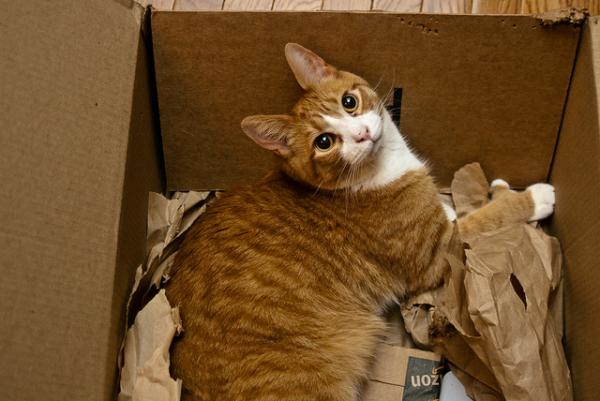orange cat staring out of box1