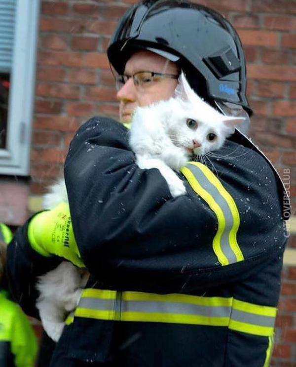 cat