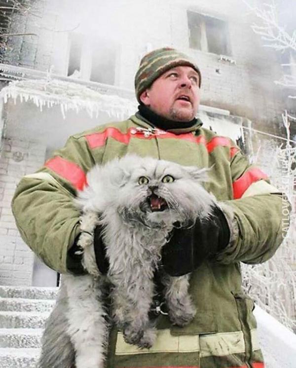 cat1