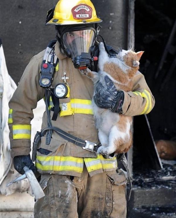 cat2