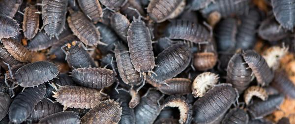 woodlice image h