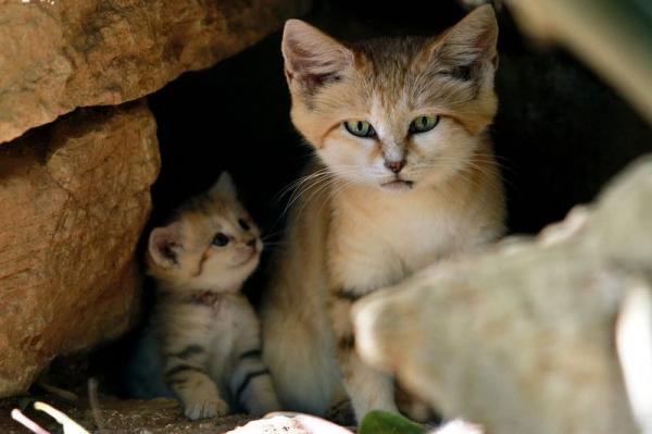 meo cat