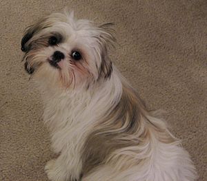 300px shihtzu 001