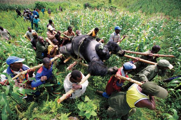 time 100 influential photos brent stirton gorilla congo 96