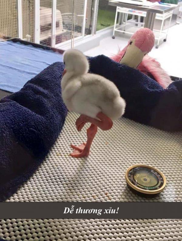 43337710 2064853186897844 8906827930617774080 n