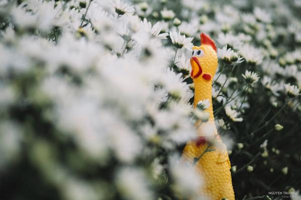 Bộ ảnh 'gà nhựa hốt hoảng bên cúc hoạ mi' của nhiếp ảnh gia ế khách khiến dân mạng cười đến mệt mỏi Bộ ảnh 'gà nhựa hốt hoảng bên cúc hoạ mi' của nhiếp ảnh gia ế khách khiến dân mạng cười đến mệt mỏi