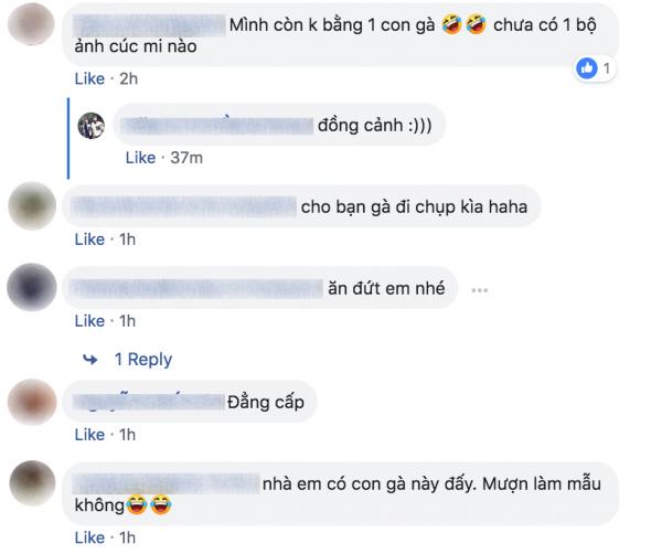 Bộ ảnh 'gà nhựa hốt hoảng bên cúc hoạ mi' của nhiếp ảnh gia ế khách khiến dân mạng cười đến mệt mỏi Bộ ảnh 'gà nhựa hốt hoảng bên cúc hoạ mi' của nhiếp ảnh gia ế khách khiến dân mạng cười đến mệt mỏi