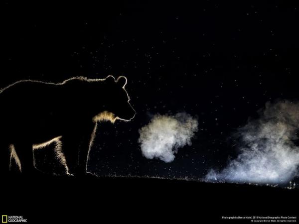 national geographic nature photographer of the year 2018 winner 73 5c0a361488cf3 880